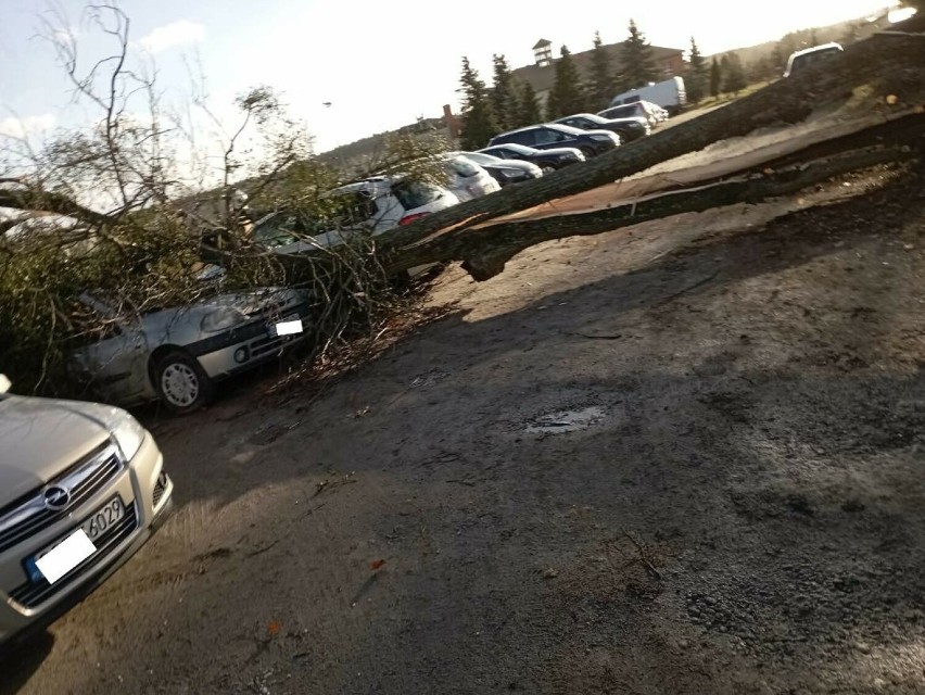 Wiatr porwał drzewa w Borzechowie. Strażacy z OSP Zblewo...
