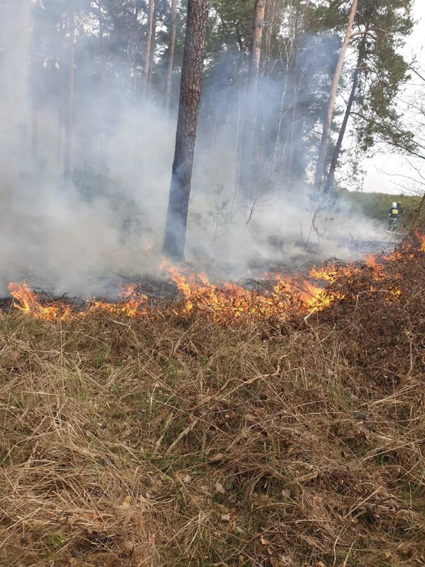 Pożary lasów i traw w powiecie tomaszowskim. Strażacy wyjeżdżają cały czas, władze gmin i leśnicy apelują o ostrożność [ZDJĘCIA]
