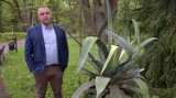 Wandale zniszczyli agawę w parku miejskim. Roślina miała 35 lat. Sprawę zgłoszono na policję. W ustaleniu sprawcy ma pomóc monitoring