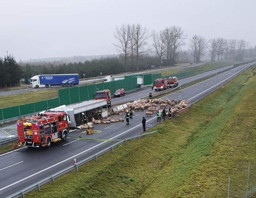 Zablokowana S6 na trasie Szczecin - Koszalin. Wywrócił się tir ze świniami [ZDJĘCIA]