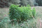 W lesie rosły ponad dwumetrowe krzaki marihuany [zdjęcia]
