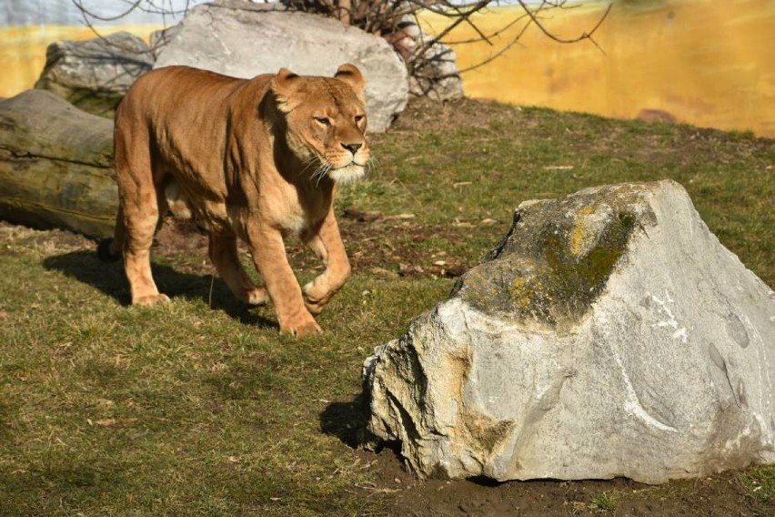 Zamojski Ogród Zoologiczny