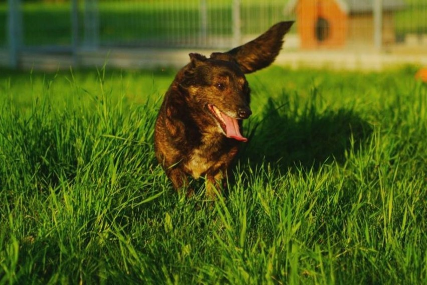 Raków: Psy czekają na nowych właścicieli