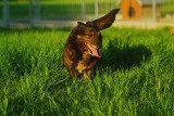 Raków: Psy czekają na nowych właścicieli