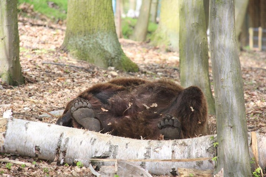 Niedźwiedzie w Nowym Zoo czują się świetnie