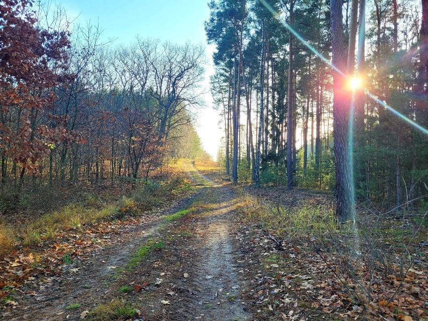 Płoty jesienią - w weekend to wymarzone miejsce na spacery