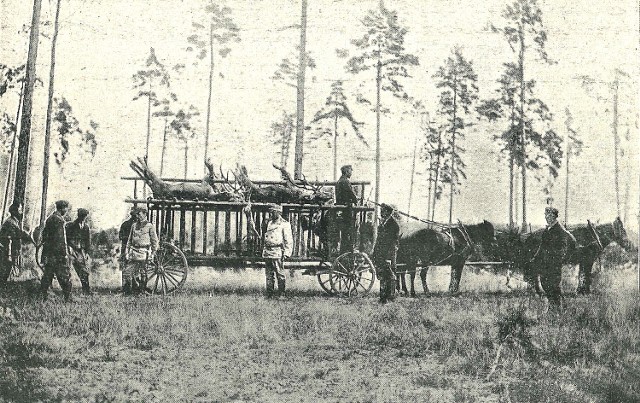 Transport jeleni ubitych w lasach spalskich (zdjęcie z 1901 roku). Archiwum Pawła Budzińskiego