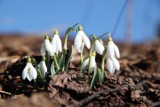 W Beskidach wiosna. Są krokusy, przebiśniegi [ZDJĘCIA]. Czy w weekend wróci zima?