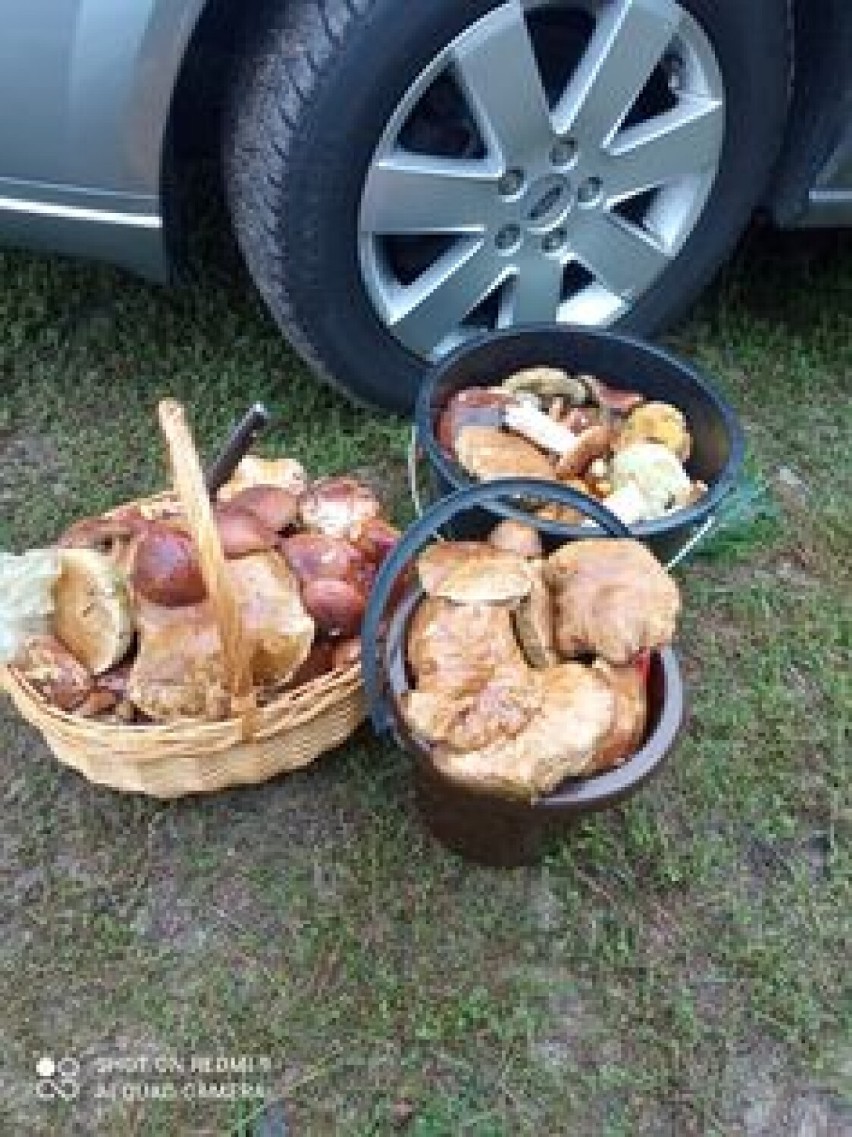 Prawdziwkowy szał na Dolnym Śląsku