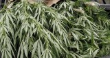 Polkowice: Przewoził 5 kg marihuany