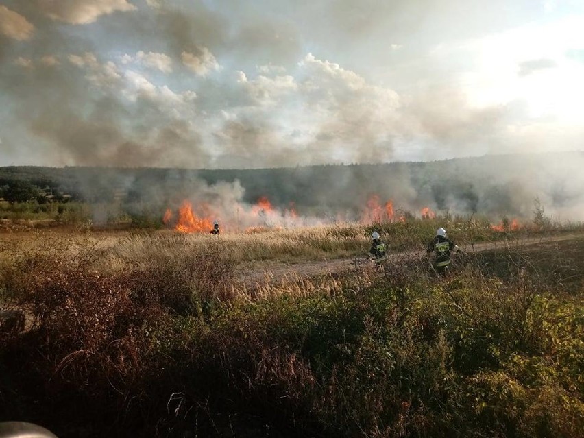 Pożar lasu pod Strzegomiem. W akcji samoloty gaśnicze (ZDJĘCIA)
