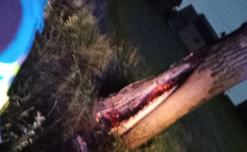 Strażacy gasili trafione piorunem drzewo w Postolinie