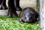 Młody hipopotam z wrocławskiego zoo zdechł. Żył tylko trzy tygodnie [ZDJĘCIA] 
