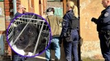 Właściciel brutalnie uderzonego w centrum Grodziska psa usłyszał zarzut. Zwierzęta odebrała fundacja Mondo Cane
