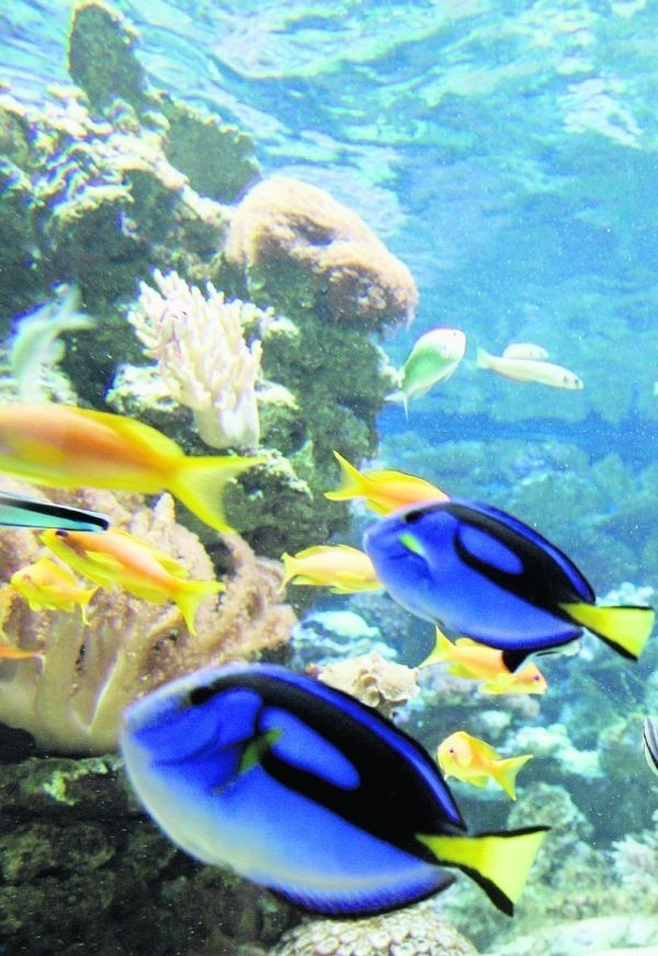 Patrząc na barwne koralowce, trudno uwierzyć, że są to zwierzęta