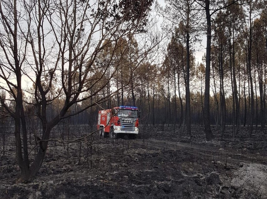 Strażacy z Kołobrzegu gasili pożary lasów we Francji - opowiedzieli jak wyglądała akcja