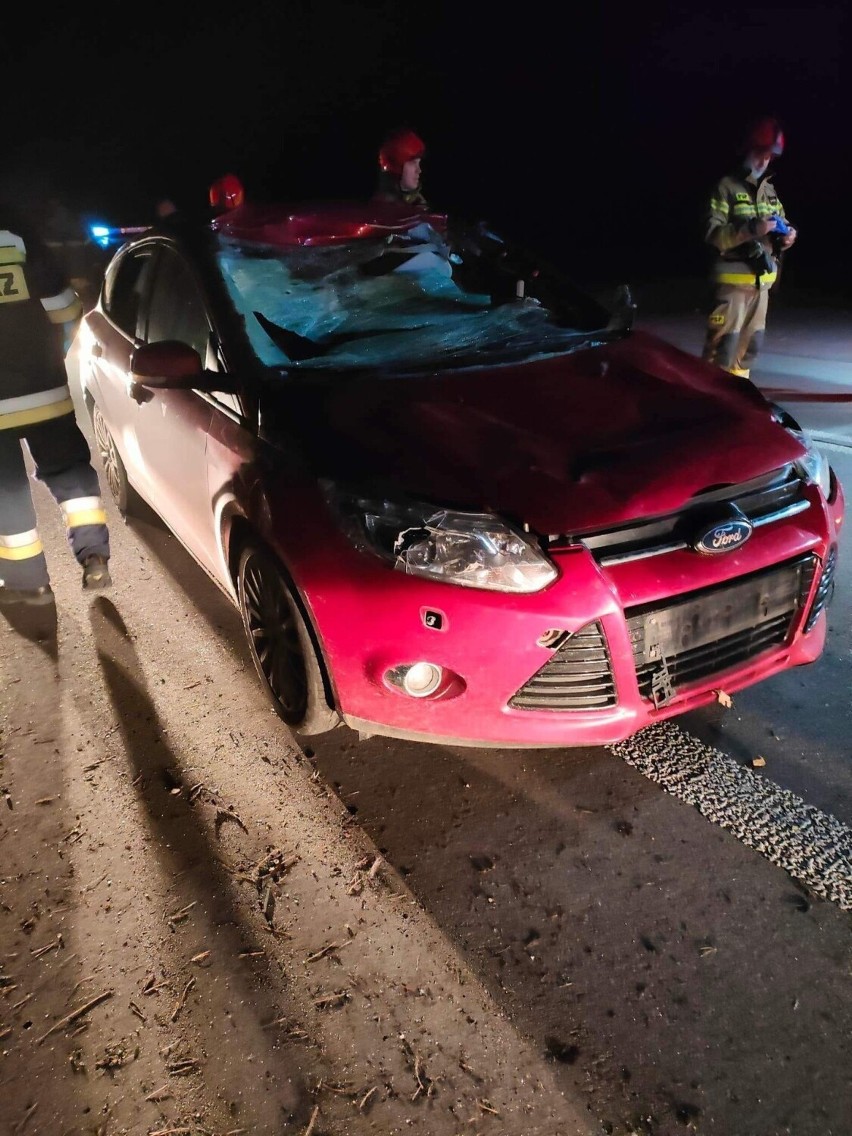 Zderzenie z łosiem w Chudku, gm. Kadzidło. Zwierzę padło