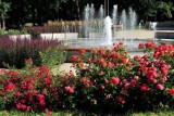 Trzy lata temu otwarto ogród różany. To jedno z ładniejszych miejsc w Świdnicy (ZDJĘCIA) 
