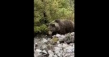 Tatry. Turysta stanął "oko w oko" z niedźwiedziem i... zachował spokój. Efekt? Nagrał świetny FILM 