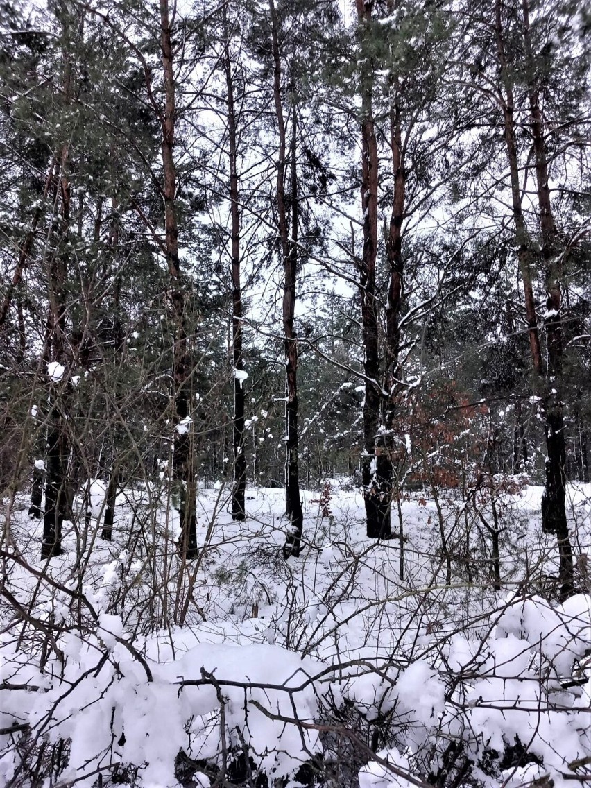 Polska i ukraińska młodzież ze starachowickiej bursy fotografowała zimowe pejzaże. Zobaczcie zdjęcia 