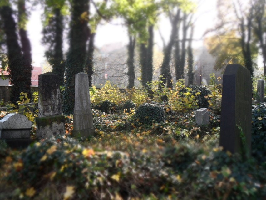 Bytom : Cmentarz żydowski 2 listopada 2014 - zobacz, jak wygląda.