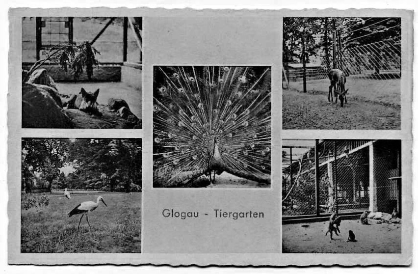 Jedna z przedwojennych kart ze zdjęciami głogowskiego zoo