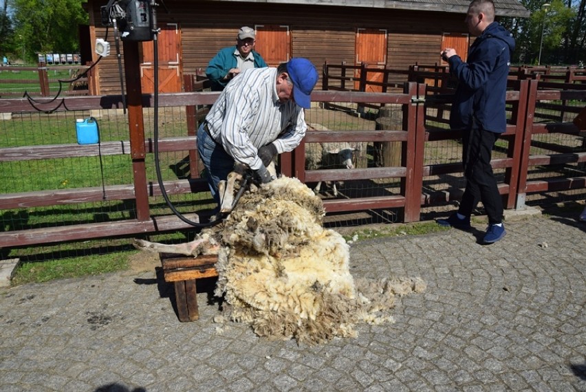 Strzyżenie owiec w lubińskim ZOO. Zobacz zdjęcia i film