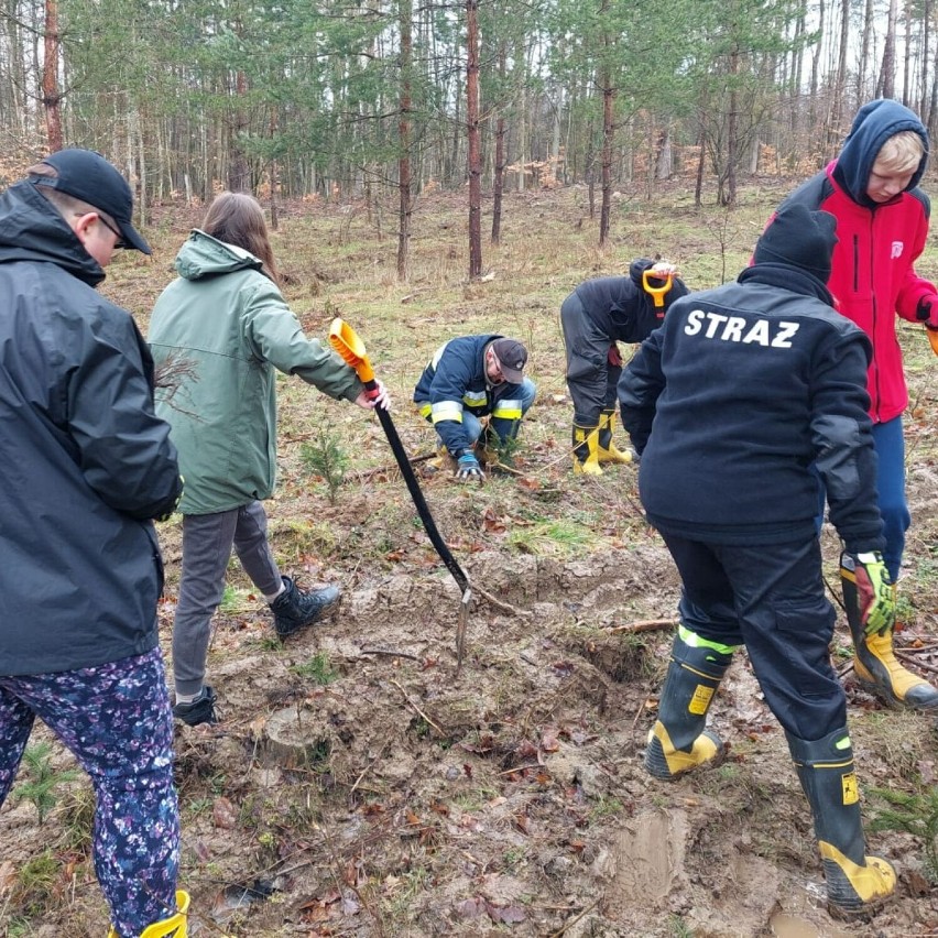 Młodzi i starsi ochotnicy z OSP Przywidz sadzili las. W kilka godzin posadzili 900 jodeł!