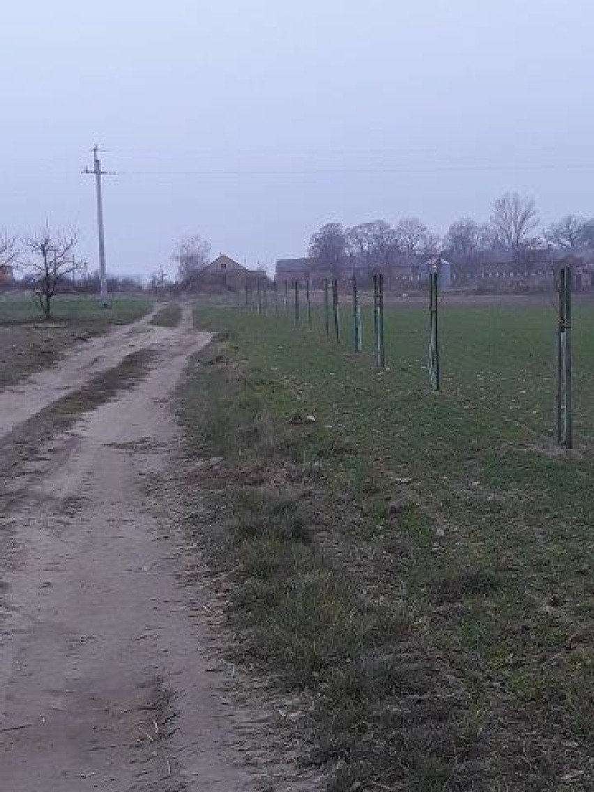 W czterech miejscowościach posadzono 200 drzew miododajnych