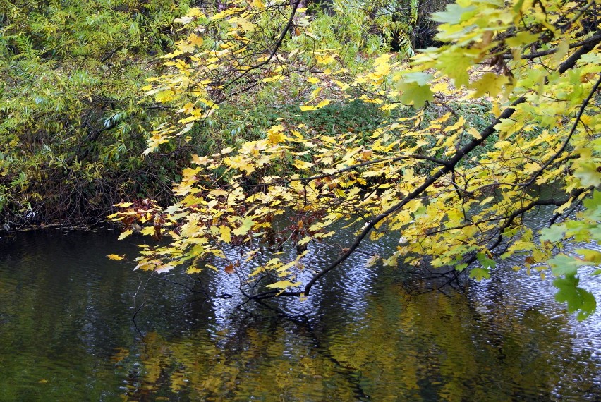 Park w Krasiczynie jesienią 2011