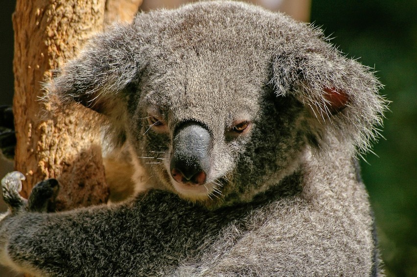 MOKRY KOALA

Zanim dotrze do Ciebie informacja, że to dzieło...