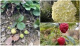 Listopad to czy lipiec? W Kobylance kwitną i owocują truskawki, w Gorlicach kwitną róże i dojrzewają maliny. Pogoda oszalała?