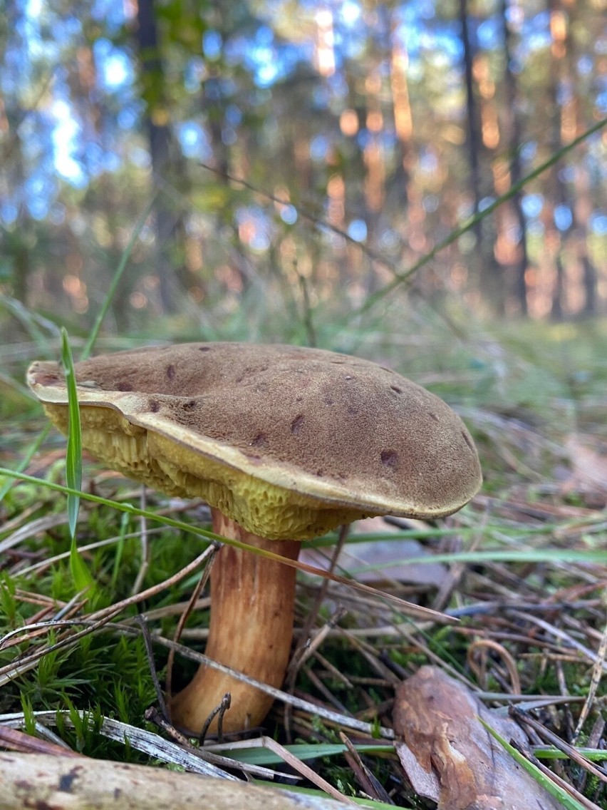 Na Podkarpaciu grzyby nie wszędzie obrodziły, ale spacer po jesiennym lesie to czysta przyjemność [ZDJĘCIA] 