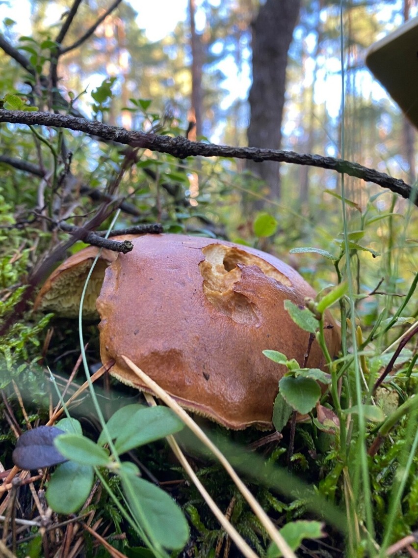 Na Podkarpaciu grzyby nie wszędzie obrodziły, ale spacer po jesiennym lesie to czysta przyjemność [ZDJĘCIA] 
