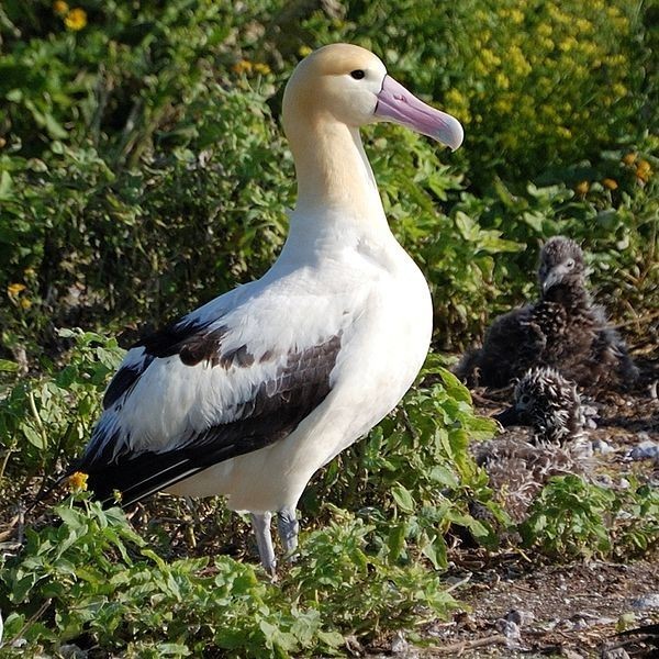 Albatros to duży, morski ptak. Występuje nad Oceanem...