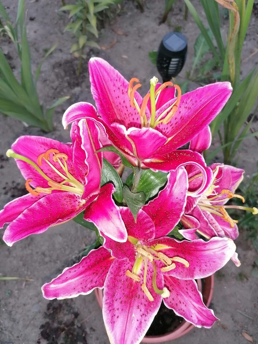 Lilie kwitną jeszcze w październiku. Piękne kwiaty w ogrodzie naszej Czytelniczki w Trzcianie koło Rzeszowa