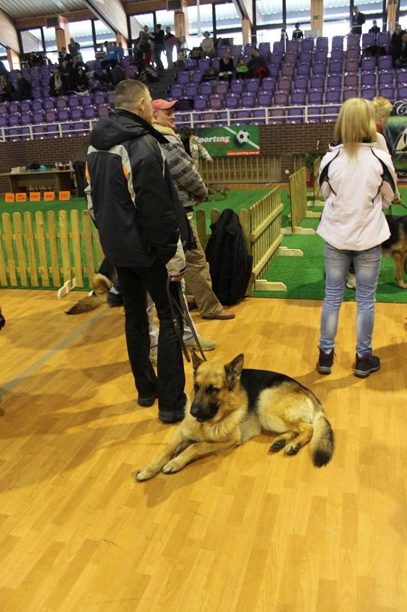 Międzynarodowa wystawa psów w Głogowie (ZDJĘCIA)