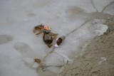 Rozbite butelki walają się po lodzie w pobliżu plaży miejskiej w Sztumie [ZDJĘCIA]