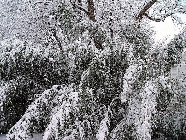 Źródło: http://commons.wikimedia.org/wiki/File:Fallen_tree_in_snowstorm.jpg