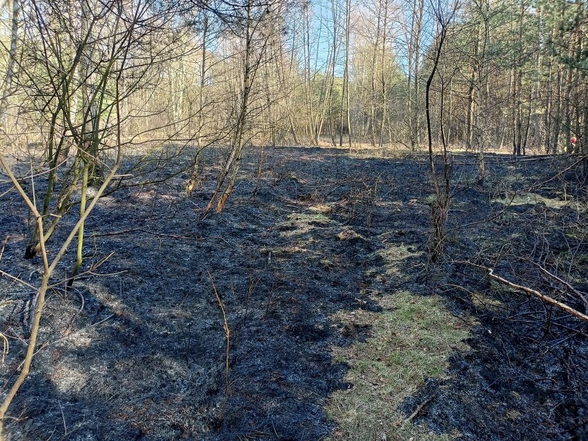 Pożar lasu w miejscowości Zborowskie w gminie Zduńska Wola