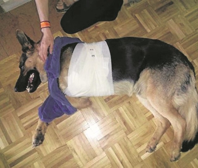 Lekarz weterynarii z Grudziądza amputował psu łapkę w domu. By uratować mu życie, nie było nawet czasu przewieźć go do lecznicy.