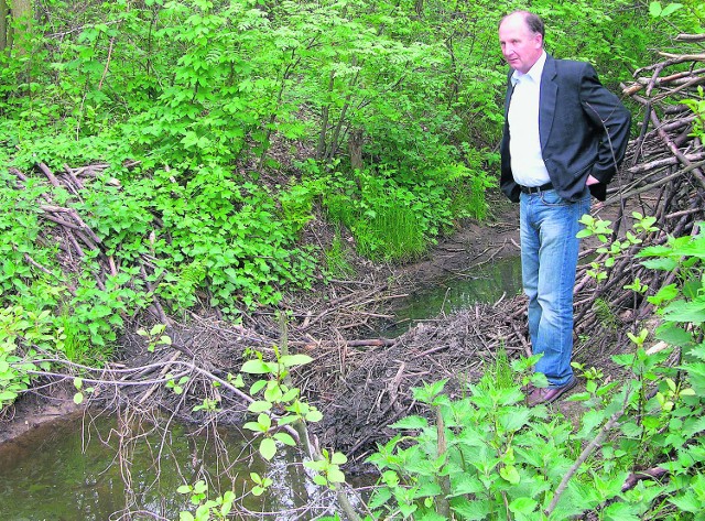 Wójt Włodzimierz Ciok martwi się kolejną tamą, którą budują bobry