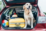 Wyjazd z psem na wakacje: opłaty za psa i najlepsze miejsca na urlop