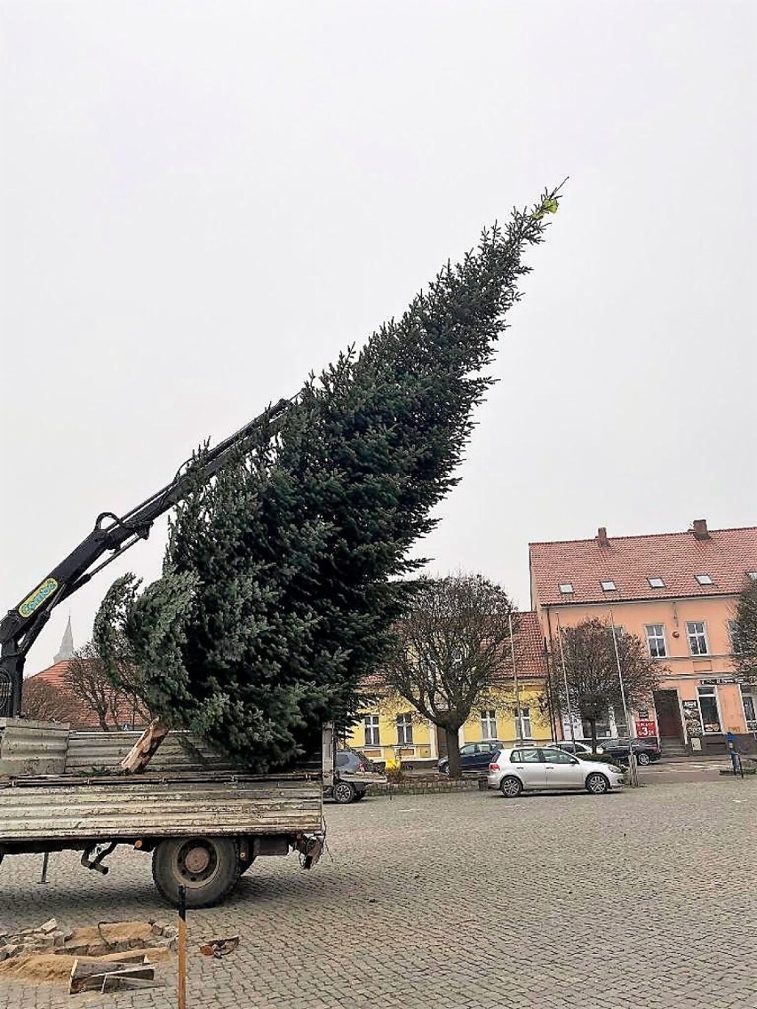 Na pniewskim rynku stanęła świąteczna choinka [FOTO]