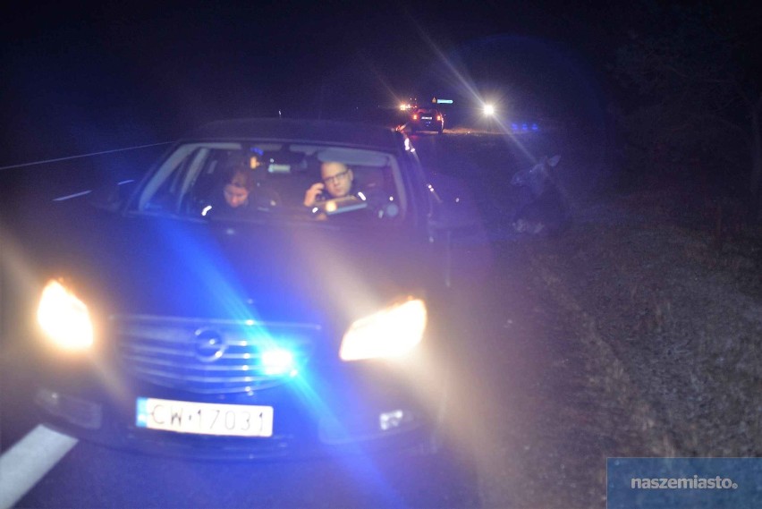Wypadek na drodze Włocławek - Kowal. Zderzenie audi z łosiem [zdjęcia]