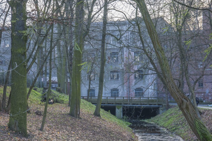 Gmina Oborniki pozyskała las Dalhmanna. Wcześniej nie był jej własnością
