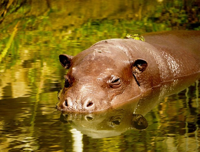 Będzie prawie 9 mln zł. więcej na rozbudowę zamojskiego zoo. Dodatkowe pieniądze z Urzędu Marszałkowskiego uratowały inwestycję