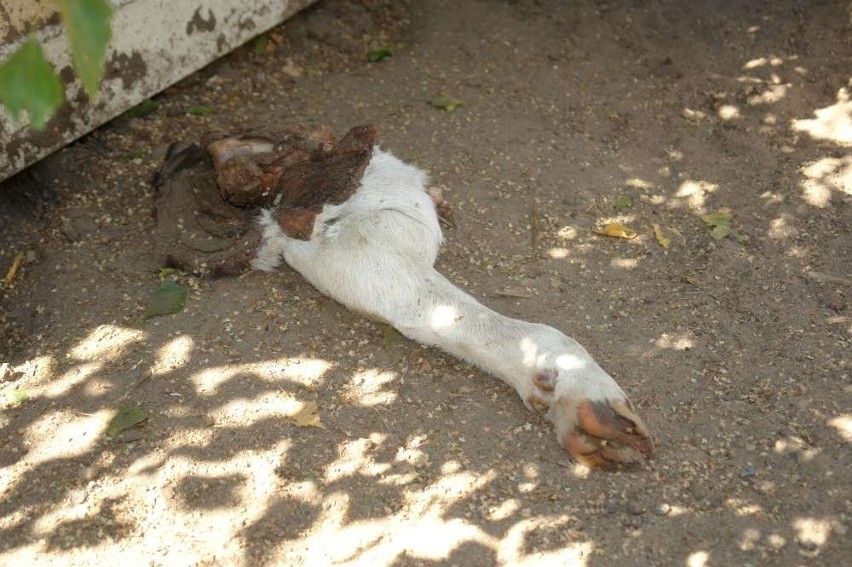 Znęcał się nad zwierzętami pod Wągrowcem!