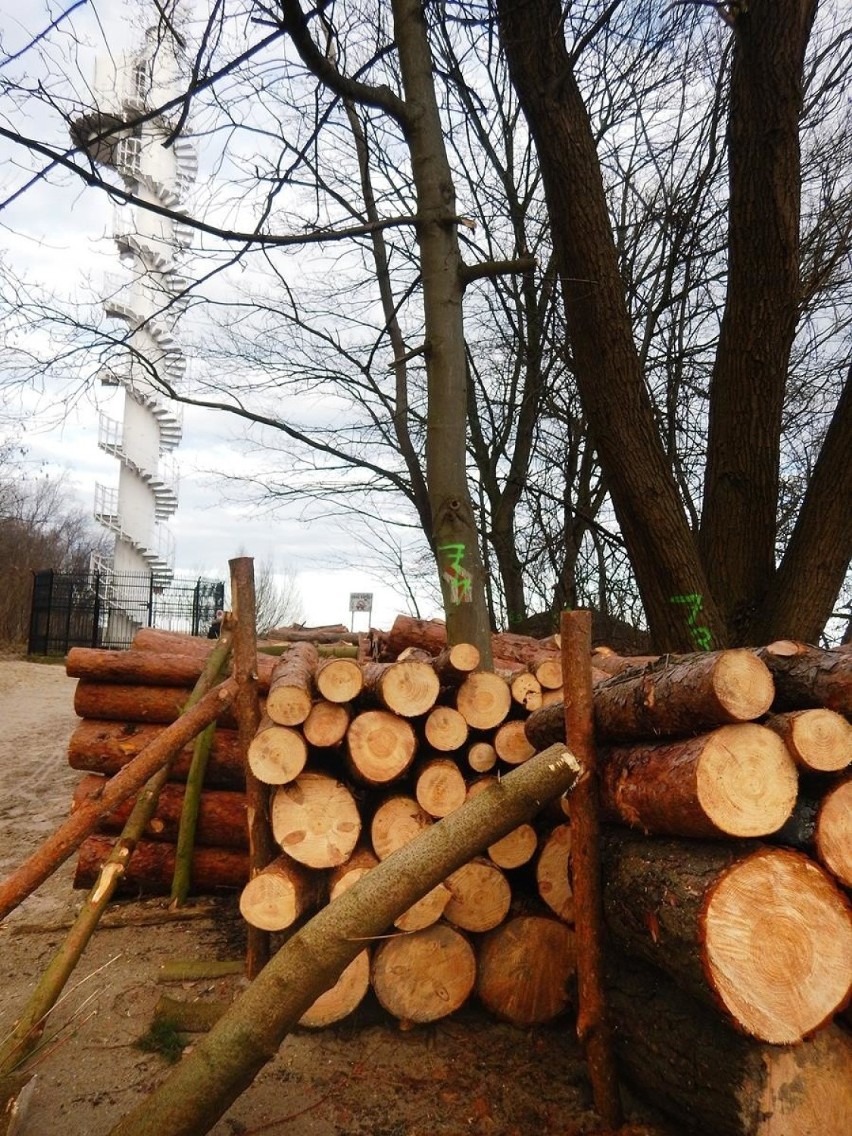 Zobaczcie, jak wyglądają okolice "Białego Wiatraka" w Świnoujściu po wycięciu drzew. Urząd Morski tłumaczy, że była konieczna.