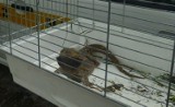 Wielka egzotyczna jaszczurka przed blokiem w Kielcach